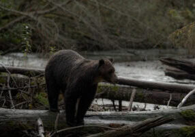 a grizzly bear walking on a log to cross a river