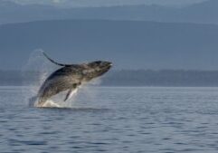 A humpback whale breaching in Campbell River