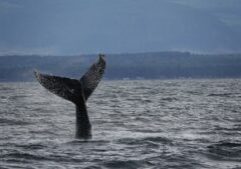 The fluke of a humpback whale showing as the whale dives into the ocean in front of Vancouver Island