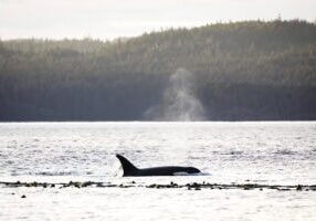 Killer Whale during sunset